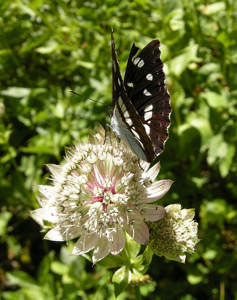 Limenitis reducta e camilla